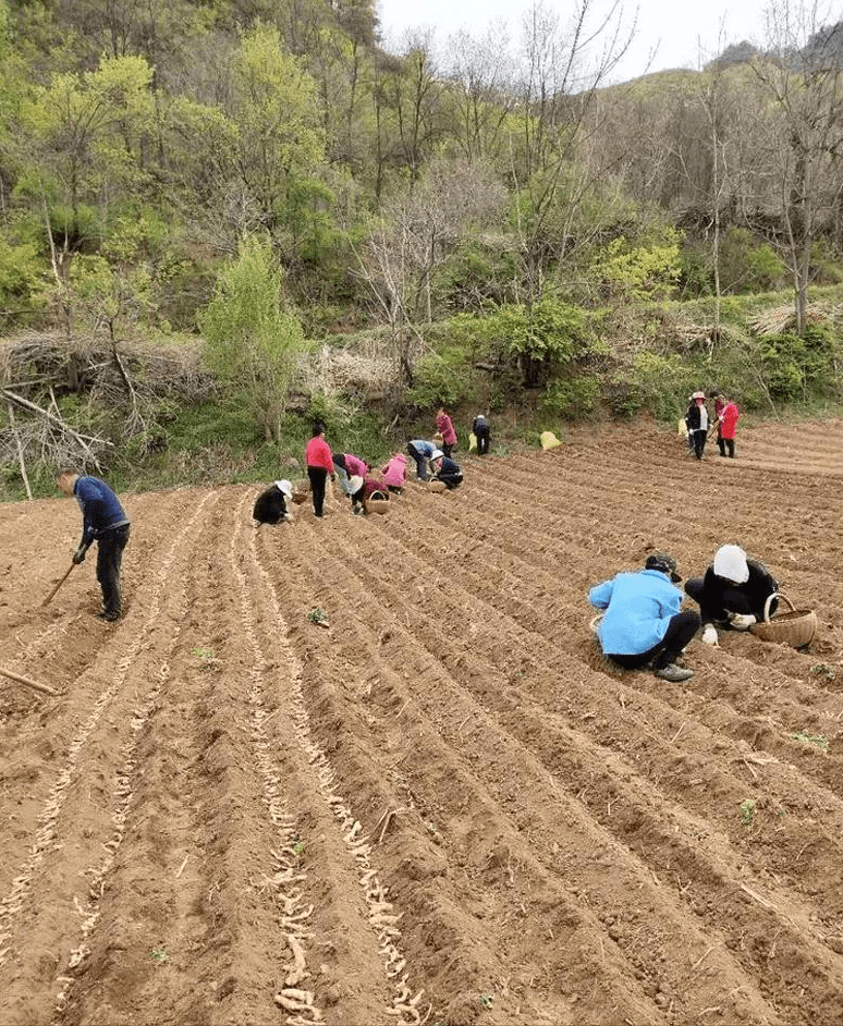 韶山市农业农村局新项目推动农业现代化，乡村振兴再添新动力