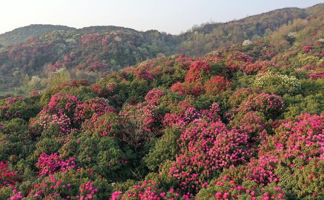 毕节市百里杜鹃景区最新攻略