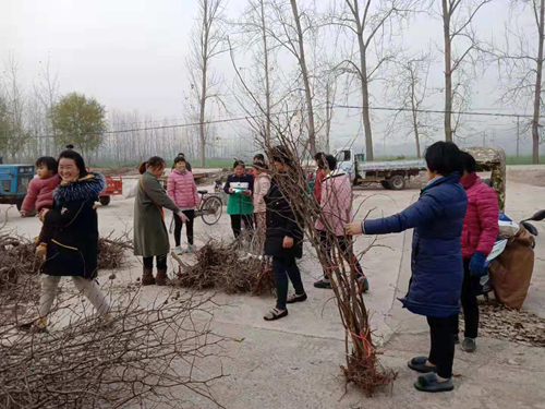 宋疃镇最新项目，引领地方经济，塑造未来蓝图