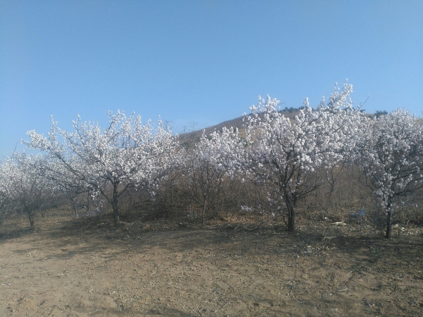 清三营乡最新天气预报